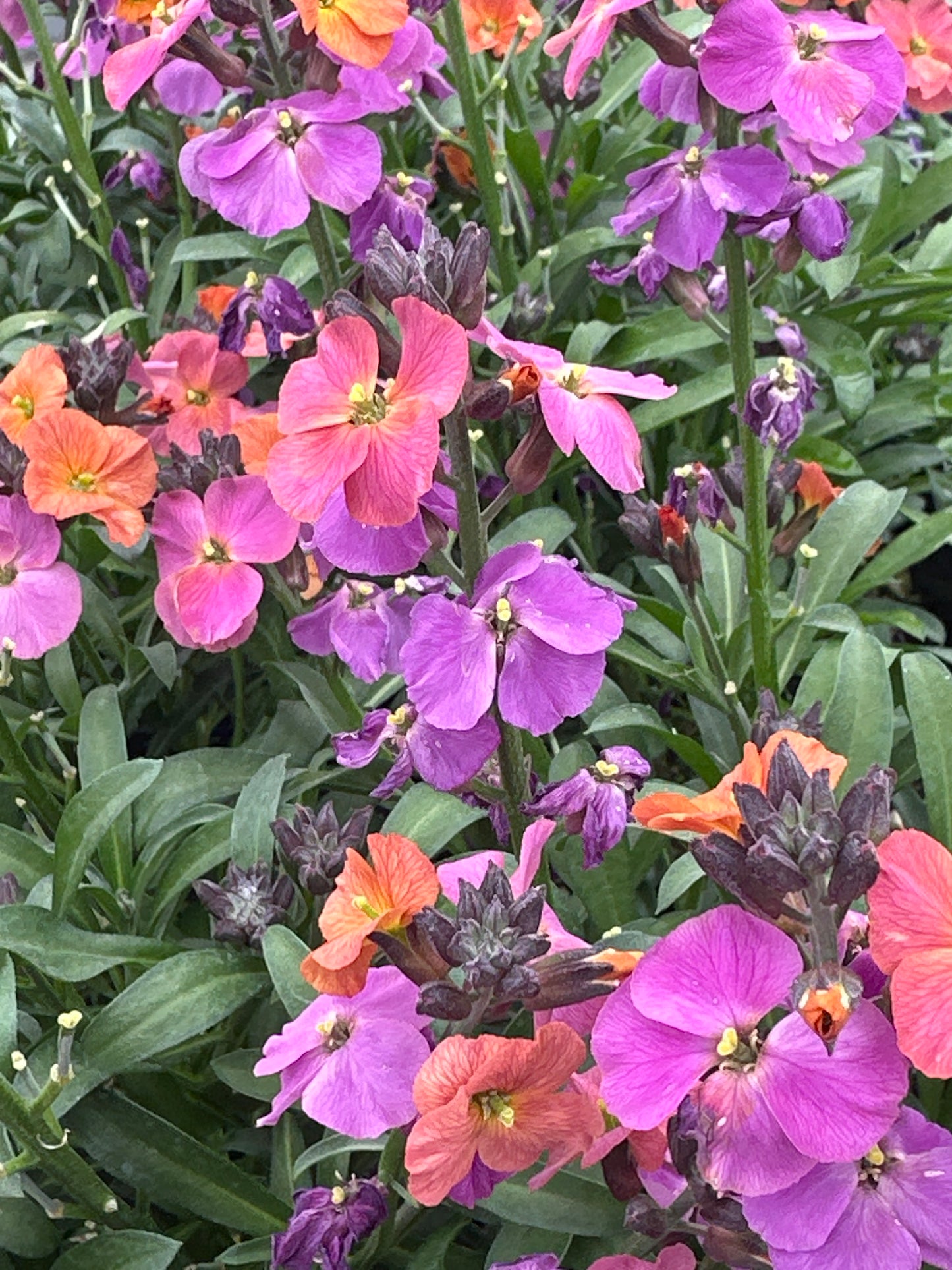 Erysimum linifolium ‘Erysistible’ Magenta Wallflower