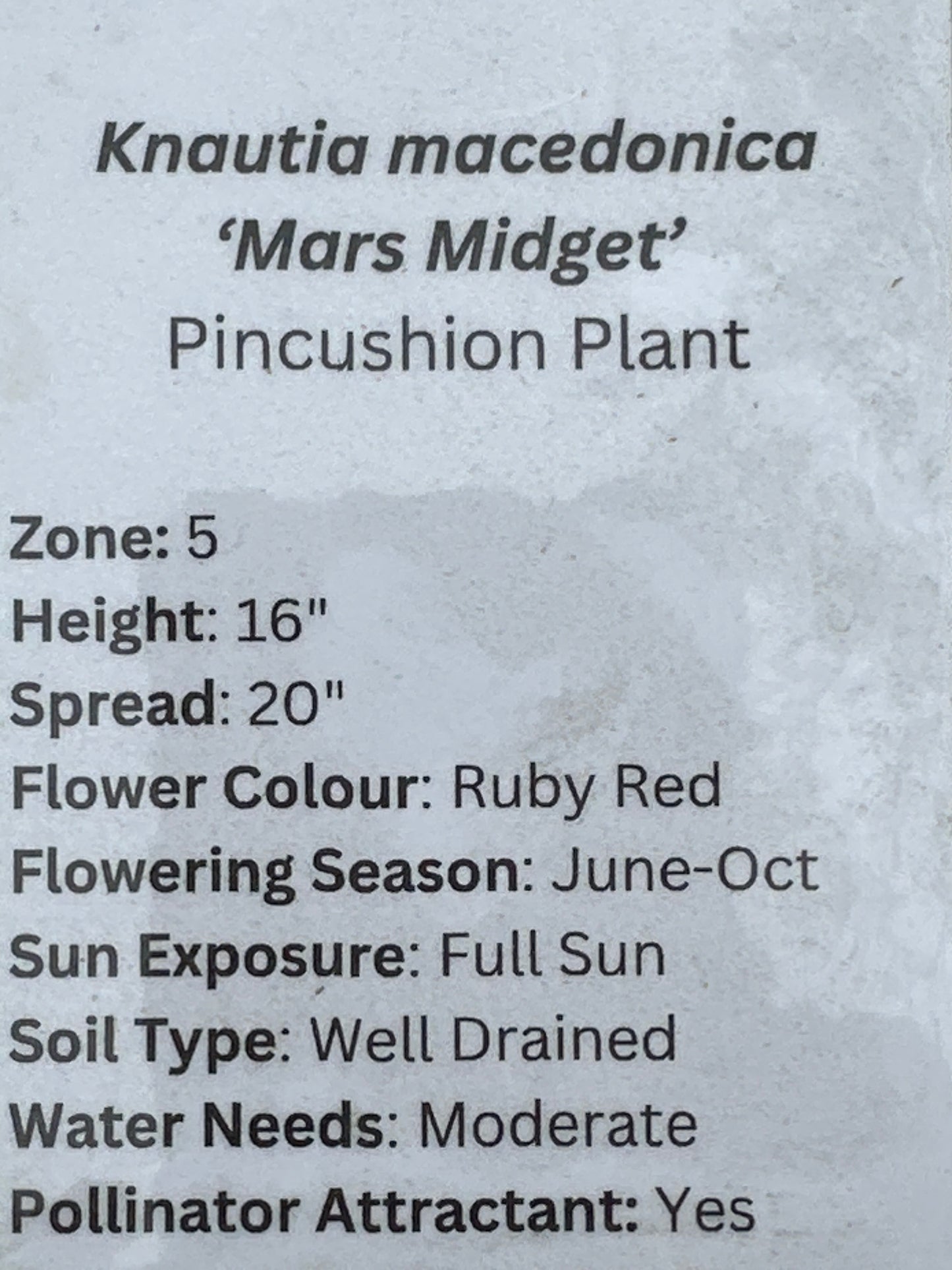 Knautia macedonica’Mars Midget’/ Ruby Pincushion Plant