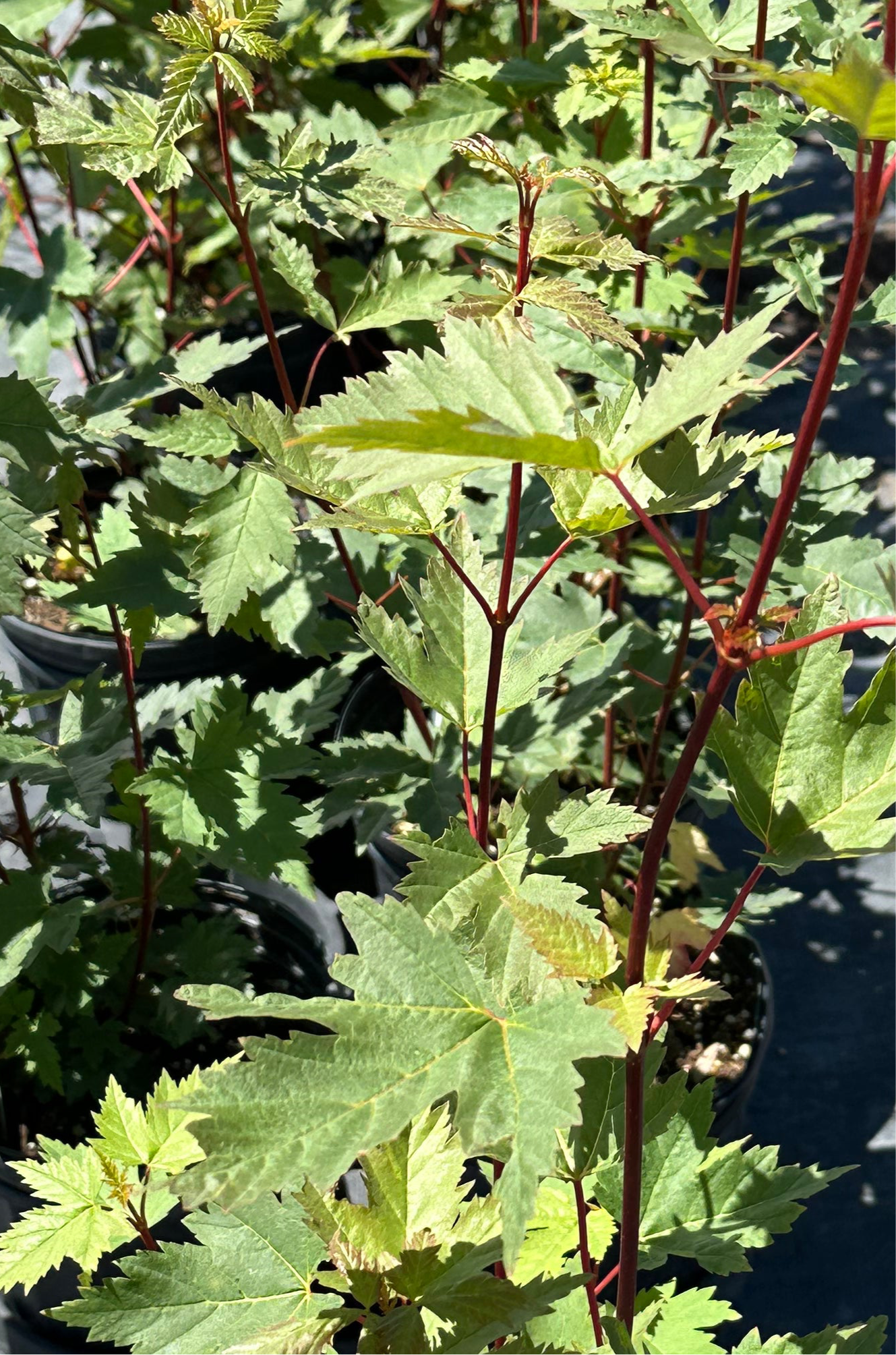 Acer glabrum/Douglas Maple 1 gallon