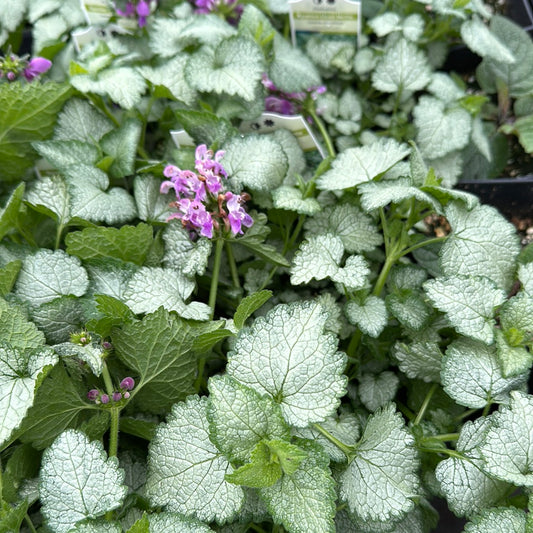 Lamium maculatum ‘Orchid Frost’/ Orchid Frost Lamium