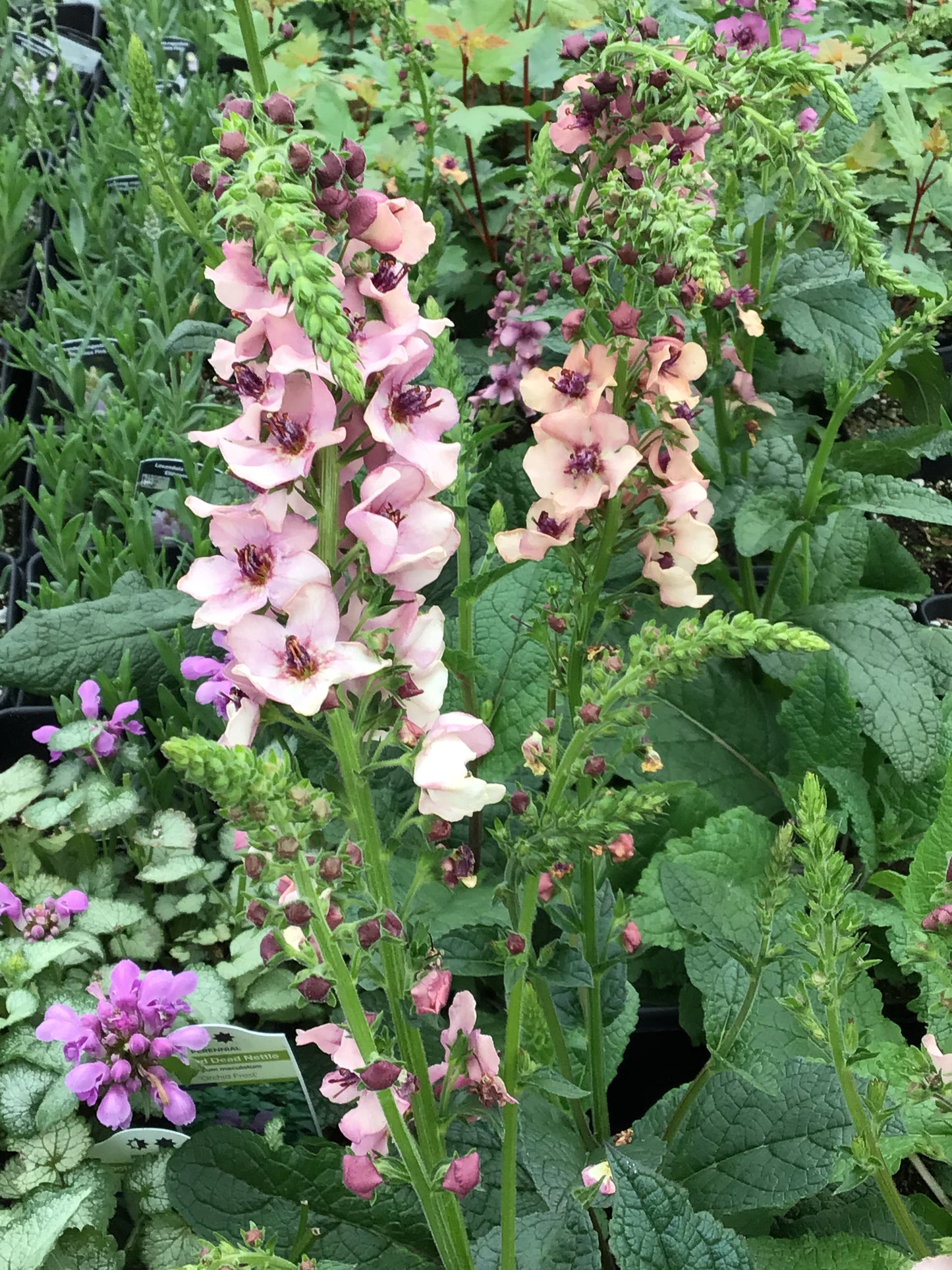 Verbascum ‘Southern Charm’