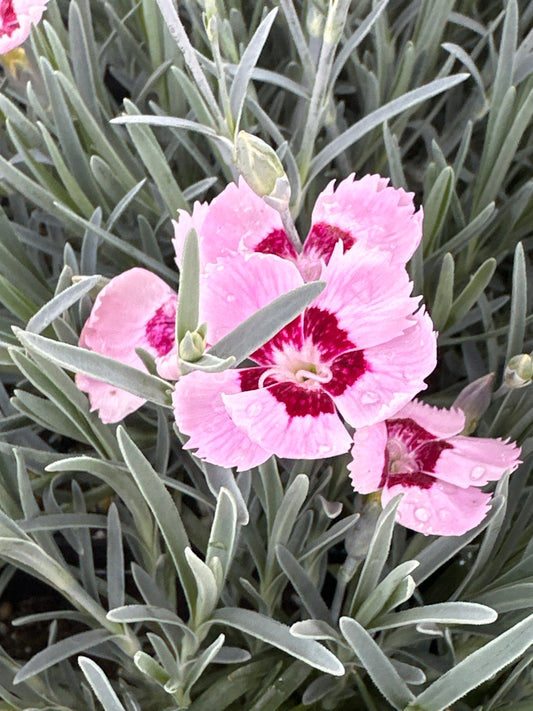 Dianthus hybrida ‘Mountain Frost Ruby Snow’/ Ruby Snow’ Border Carnation