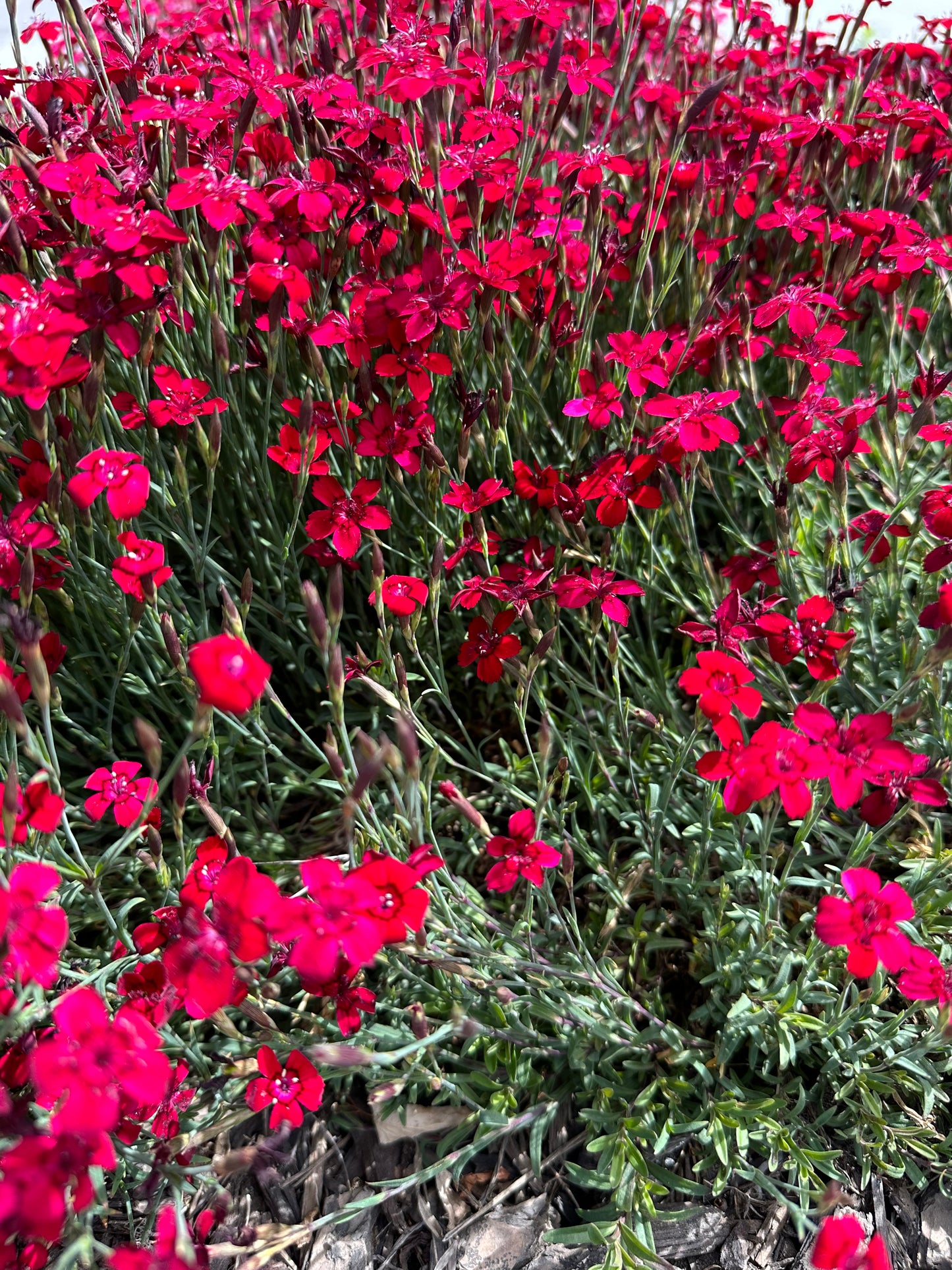 Dianthus deltoides erectus