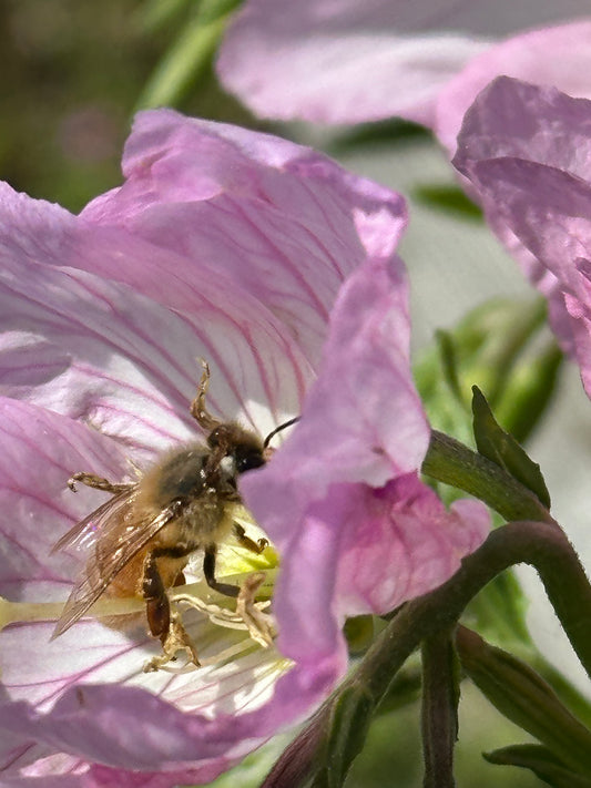 Oenothera berlandieri'Turner01" / Twilight Evening Primrose