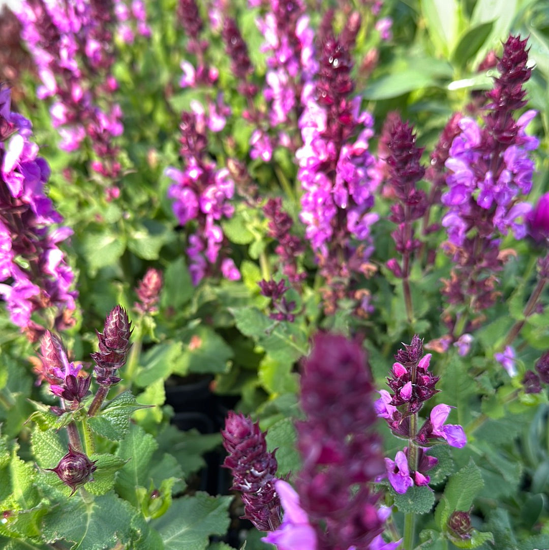 Salvia nemerosa 'Rose Marvel' / Marvel Rose Sage