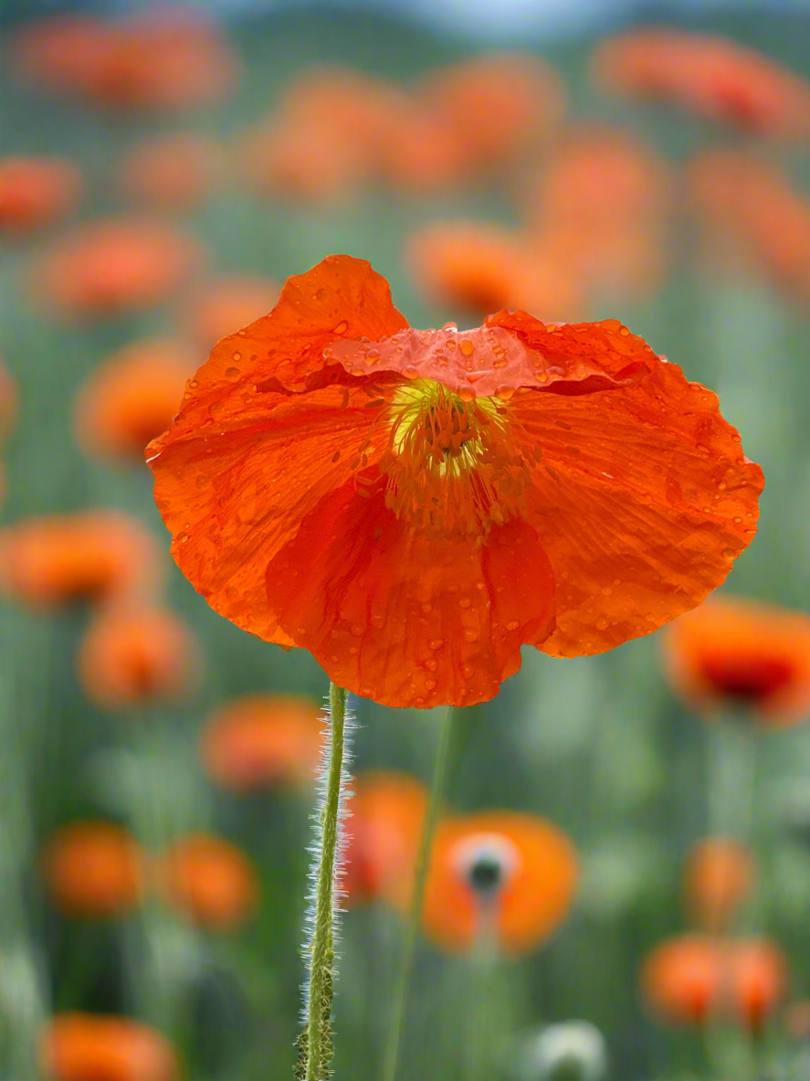 Papaver nudicale ’Champagne Bubbles’/ Iceland Poppy