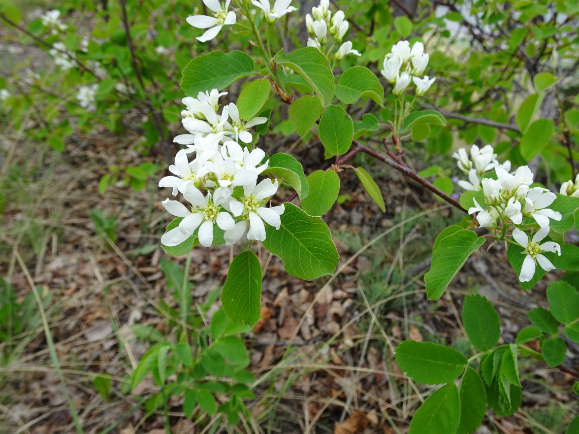 Amelanchier alnifolia/ Serviceberry