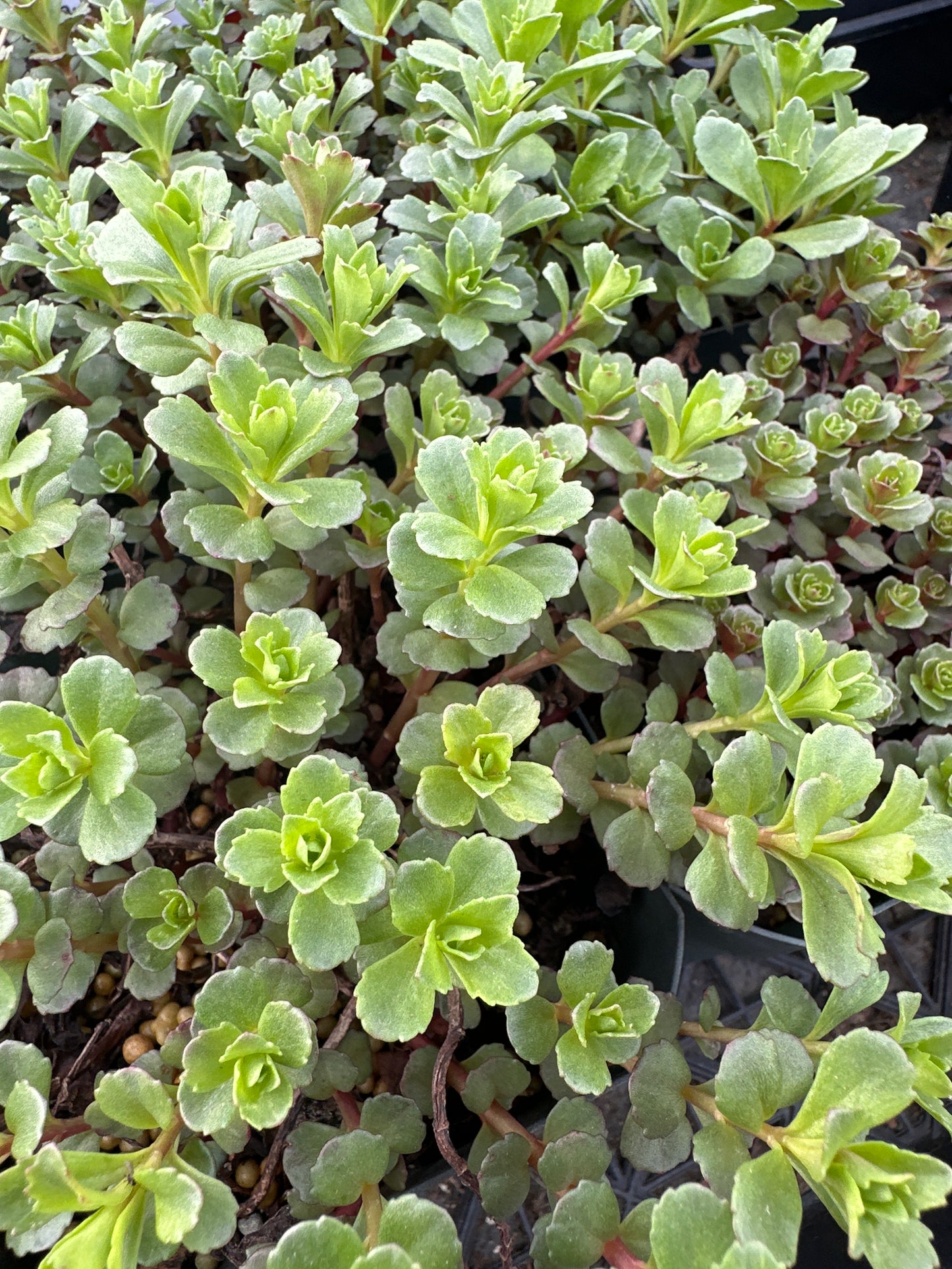 Sedum Kamtschaticum