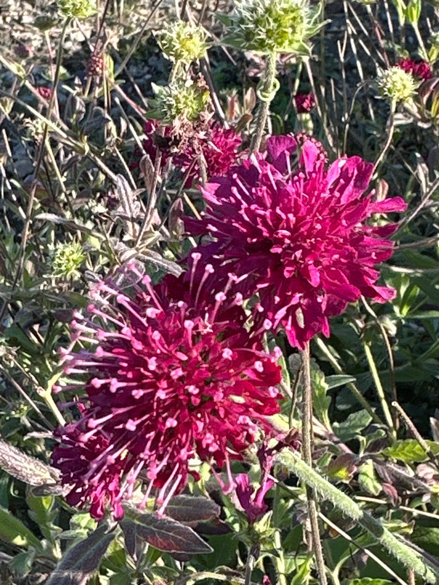 Knautia macedonica’Mars Midget’/ Ruby Pincushion Plant