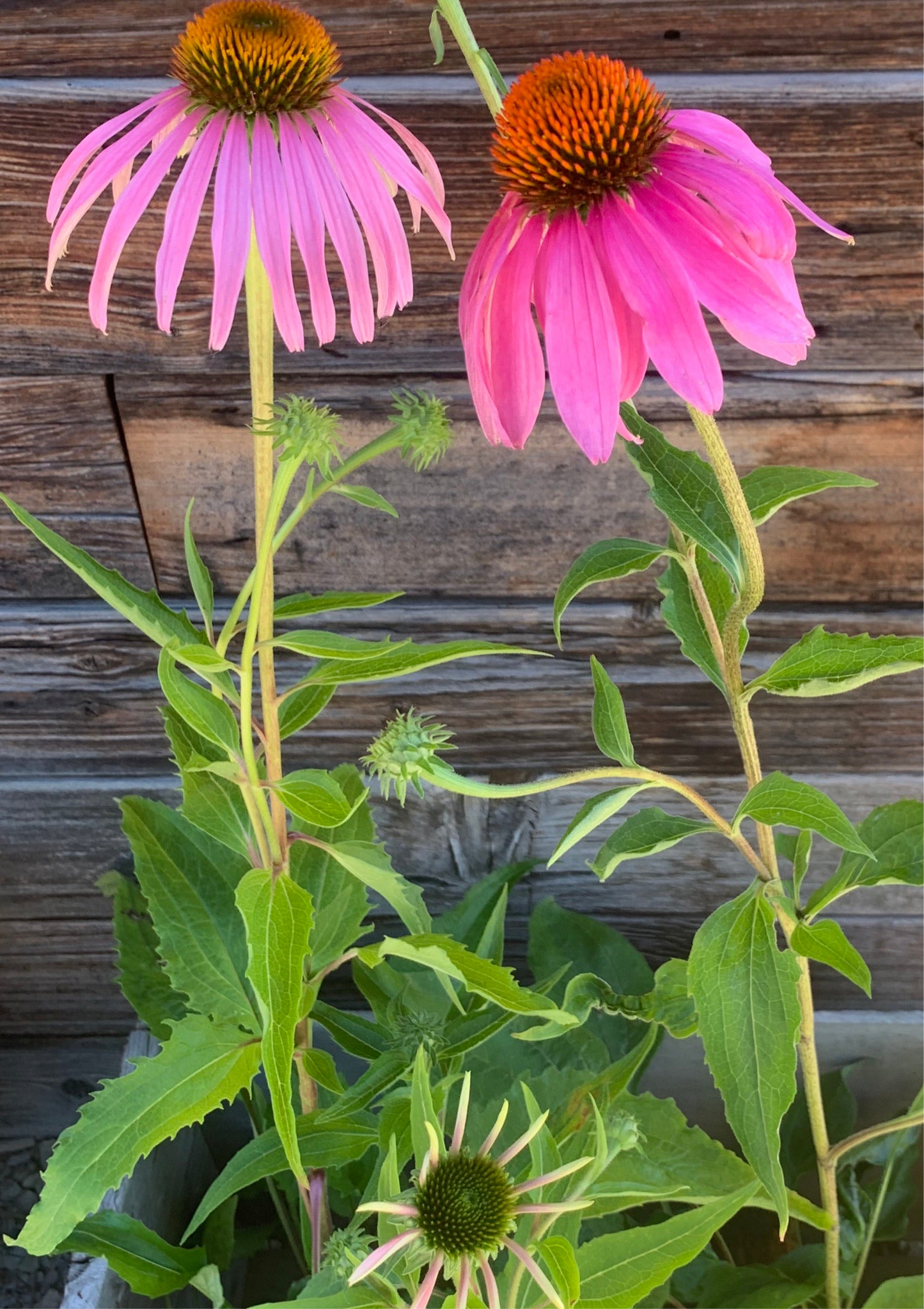 Echinacea purpurea/ Purple Coneflower
