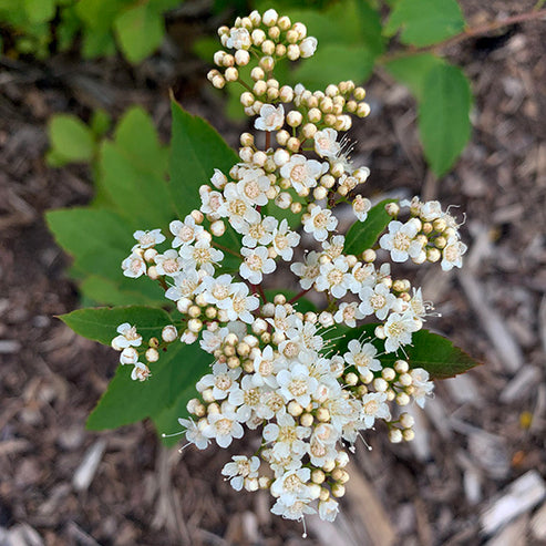 Spirea Betulifolia/ Birch Leaved Spirea