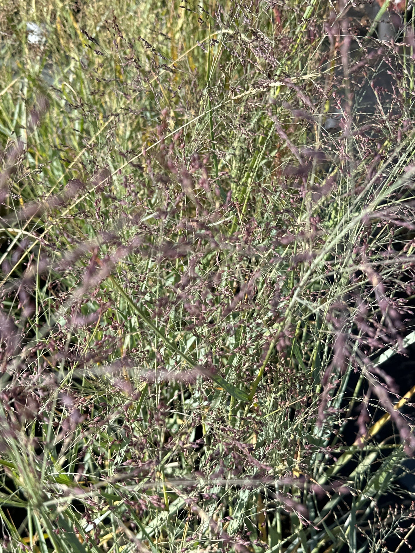 Panicum virgatum’Heavy Metal