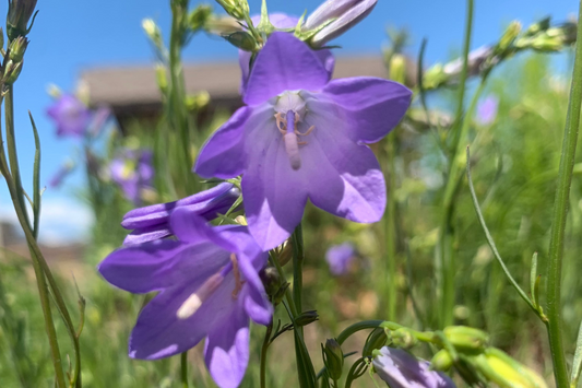 Campanula rotundifolia/ Bluebell Bellflower/Harebell