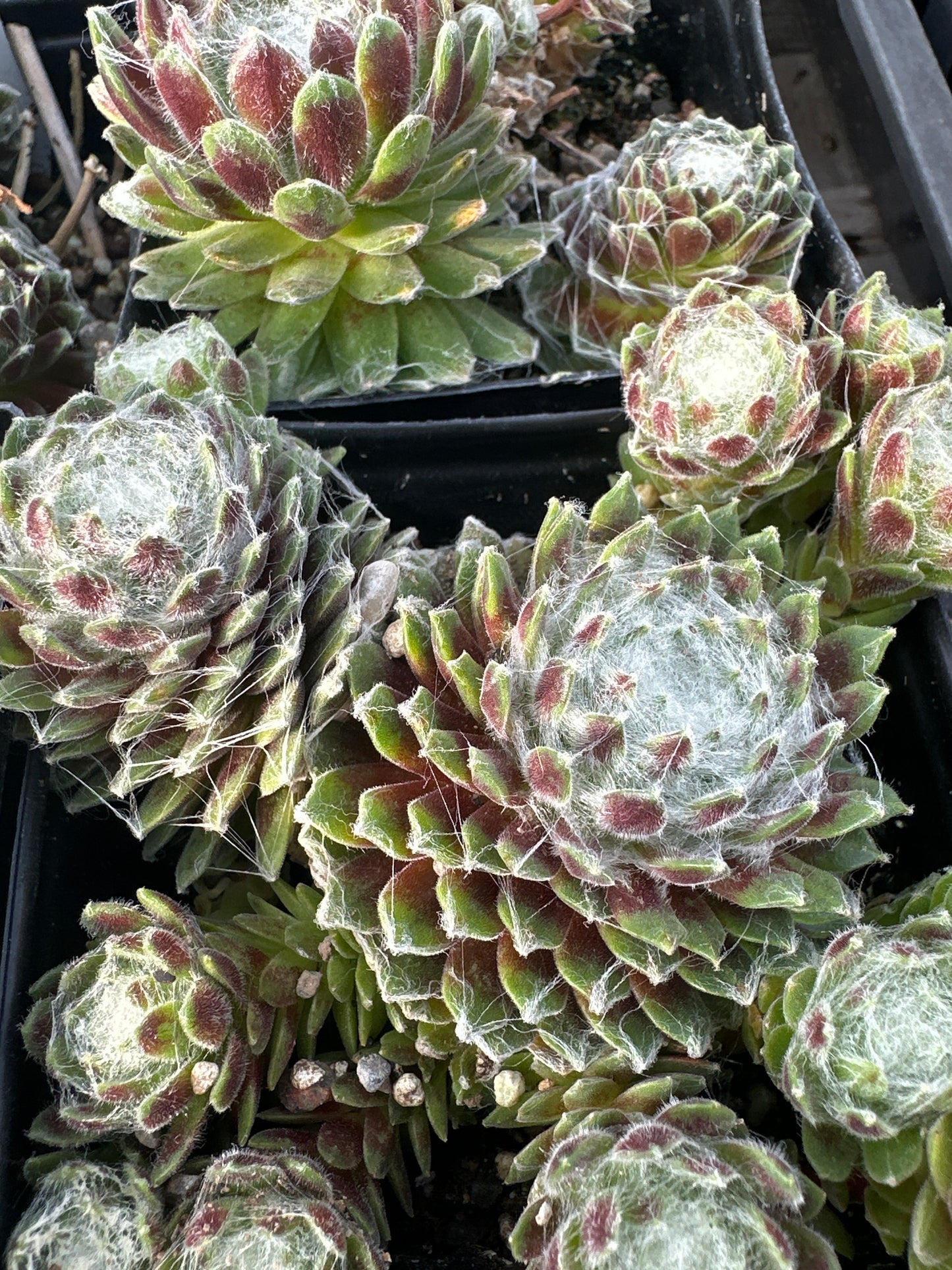 Sempervivum arachnoideum/ Cobweb Hens and Chicks
