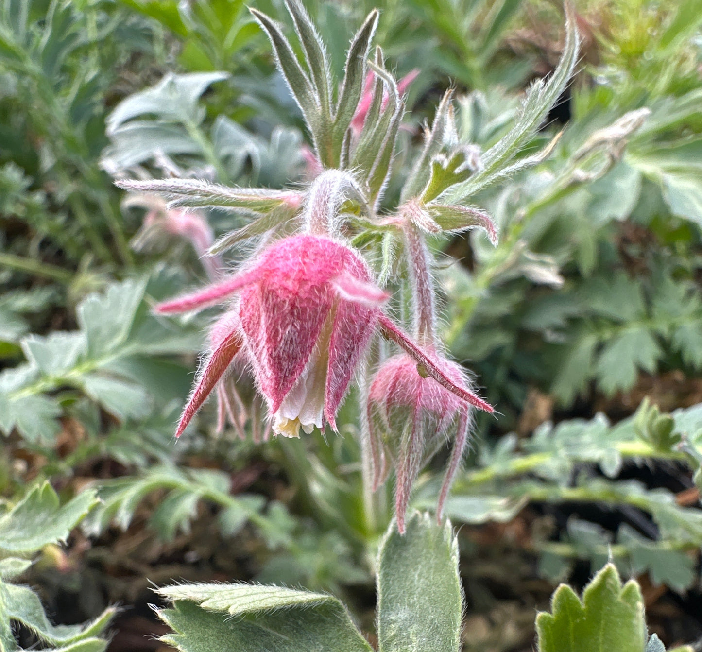 Geum triflorum/ Prairie Smoke