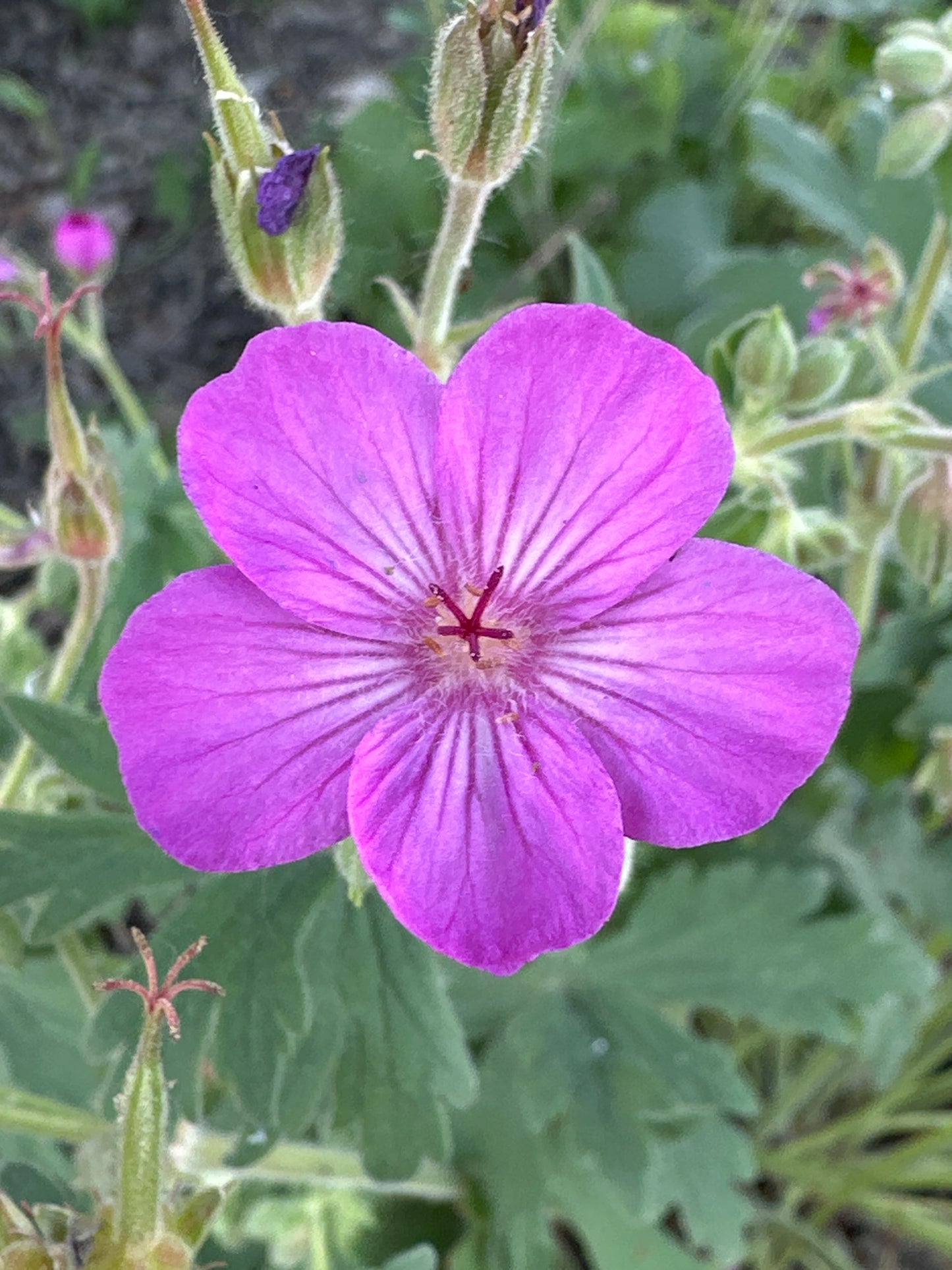 Geranium viscosissimum/ Sticky Purple Geranium