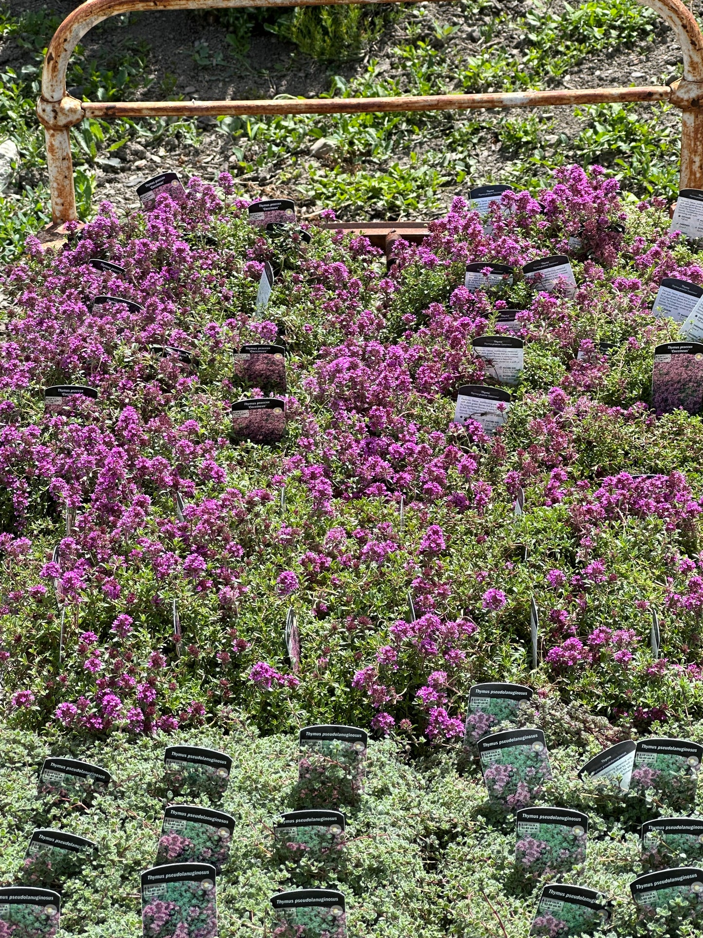 Thymus praecox ‘Coccineus’/ Red Creeping Thyme