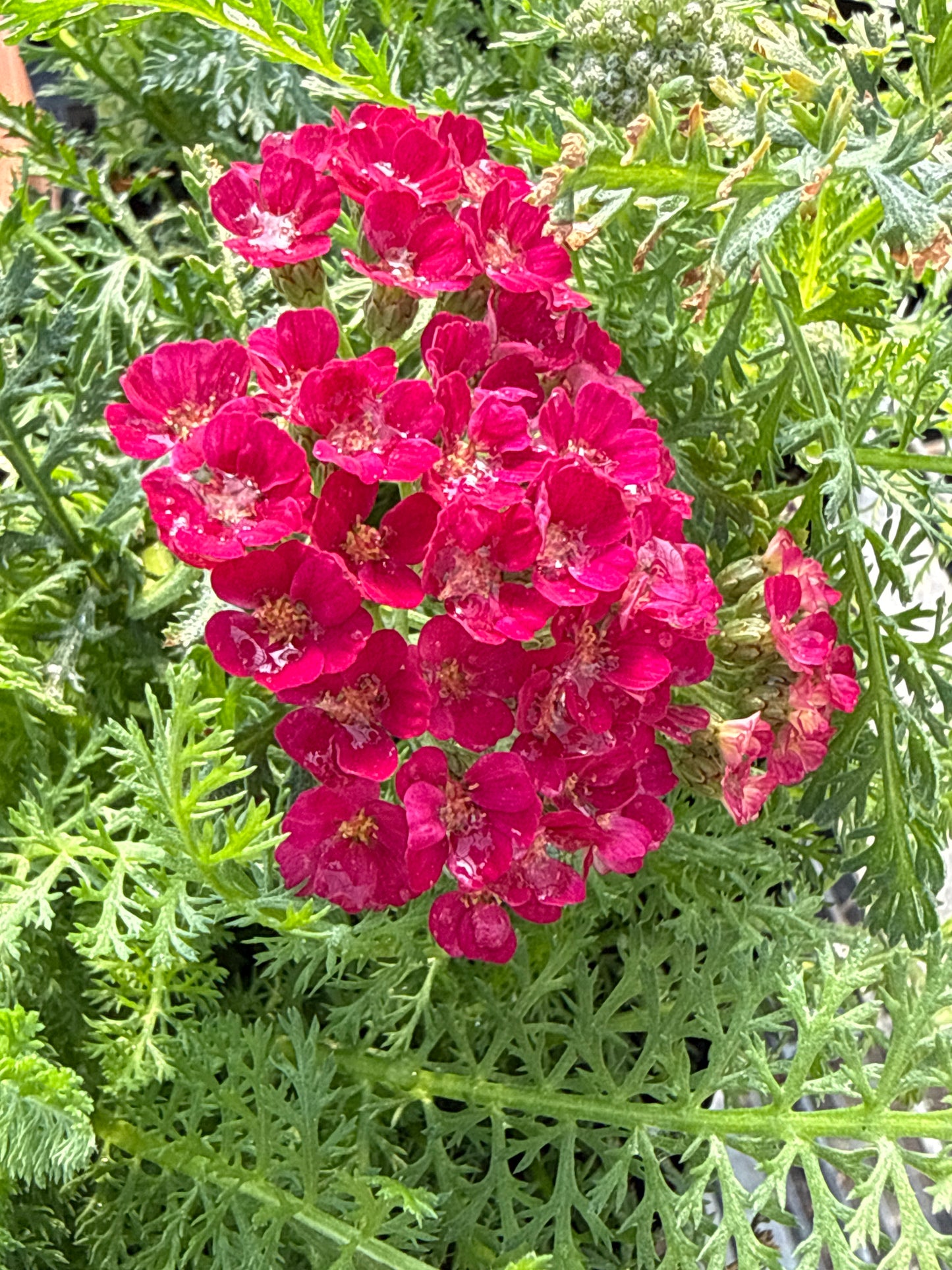 Achillea millefolium ‘Tutti Frutti’ Pomegranate / Pomegranate Yarrow