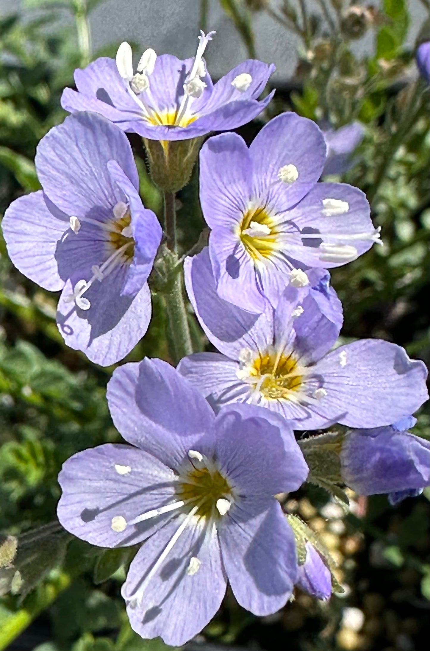 Polemonium pulcherrimum/ Showy Jacob’s Ladder