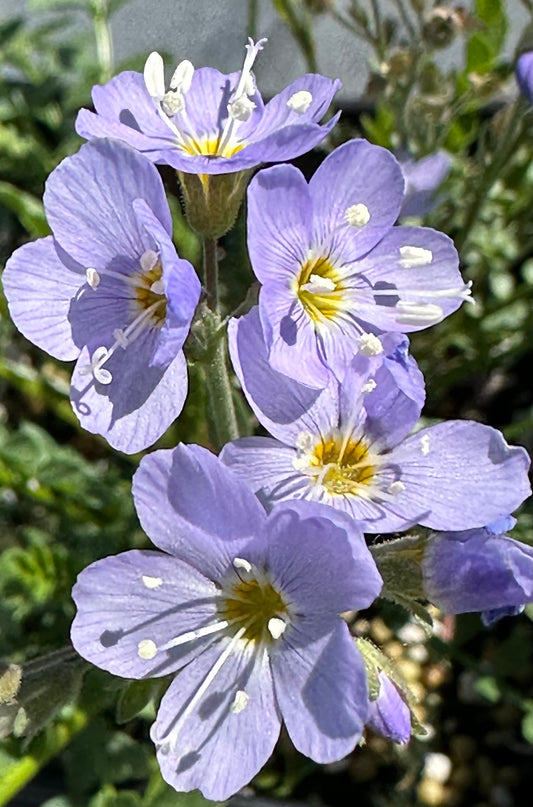 Polemonium pulcherrimum/ Showy Jacob’s Ladder