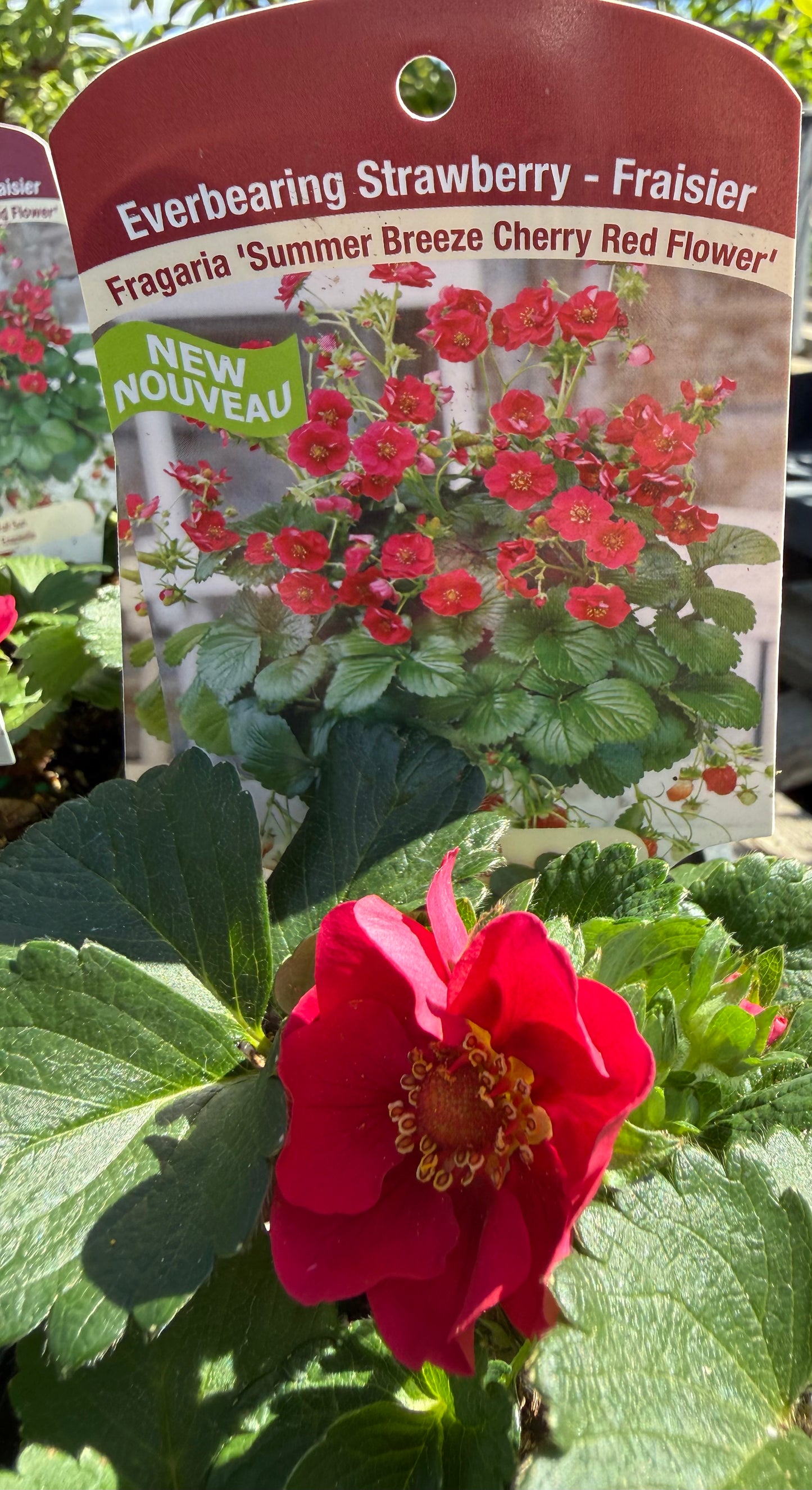 Fragaria x ananassa 'Summer Breeze Cherry Red/ Summer Breeze Cherry Red Strawberry