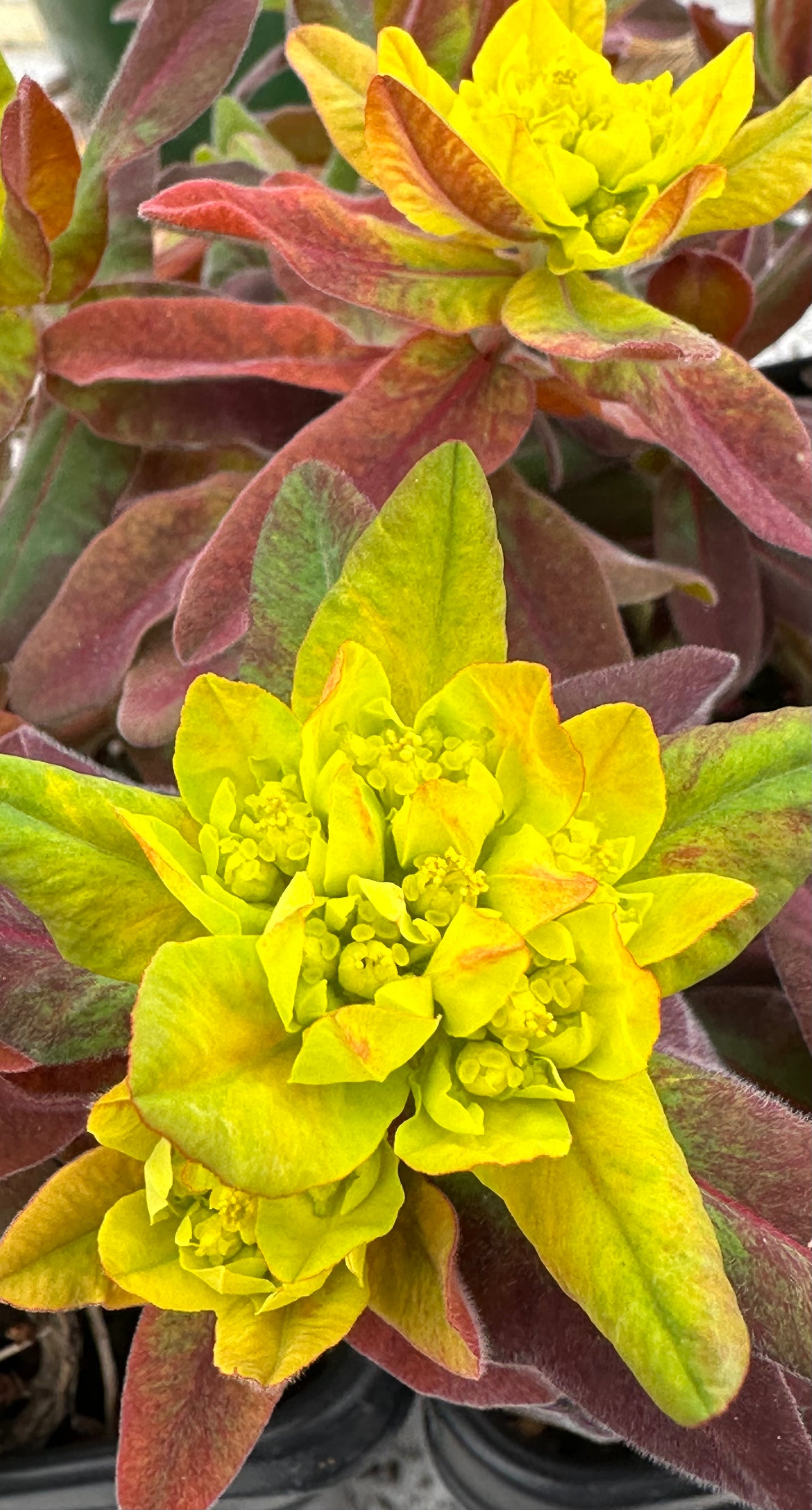 Euphorbia polychroma 'Bonfire'