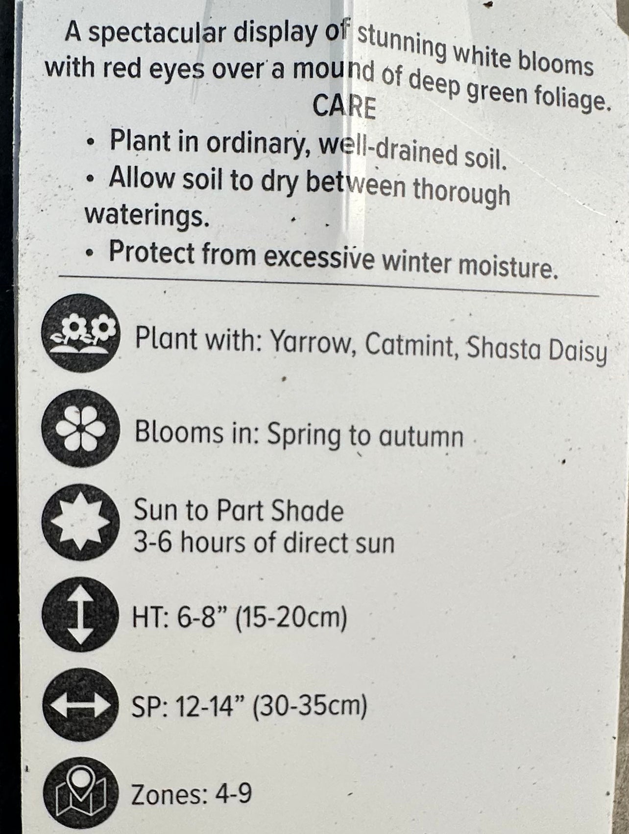 Dianthus hybrida ‘Mountain Frost Ruby Snow’/ Ruby Snow’ Border Carnation