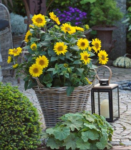 Helianthus decapetalus ‘Suncatcher’/ Willowleaf Sunflower