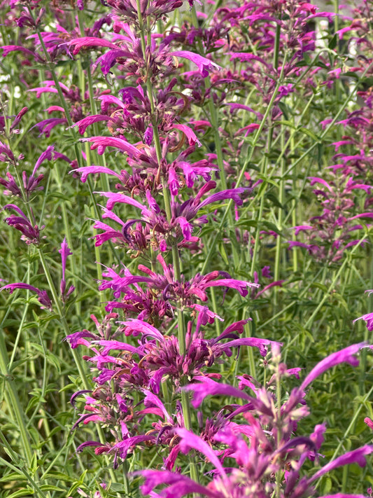 Agastache cana/ Double Bubble Mint/Hummingbird Mint