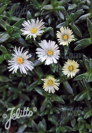 Delosperma congestum/ ‘White Nugget Ice Plant’