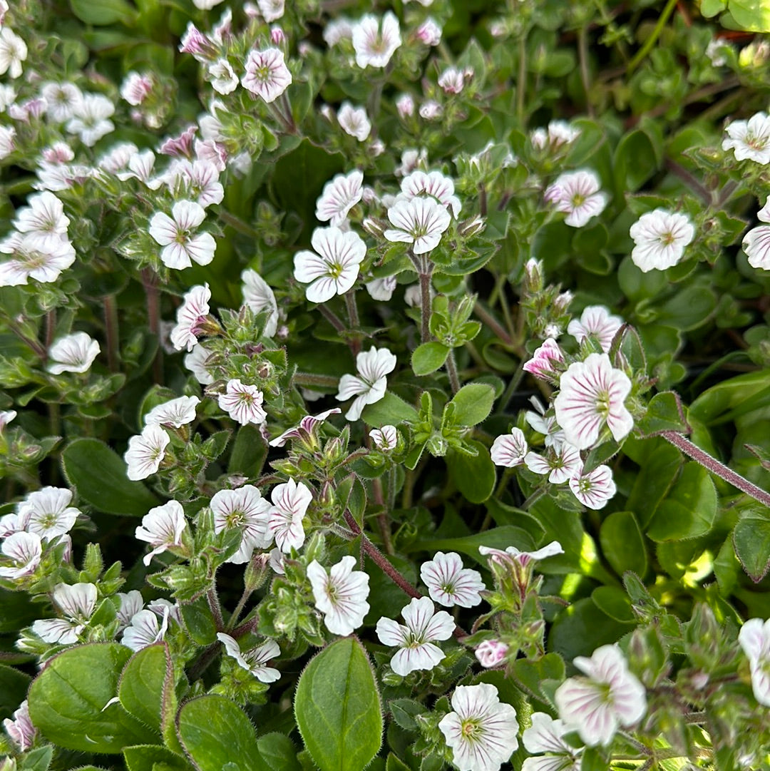 Gypsophilia cerastoides ‘Pixie Splash’.