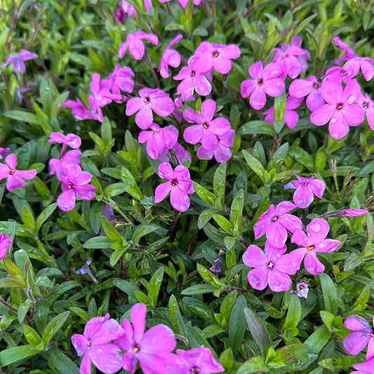 Phlox hybrida 'Woodlander Pink'/ Woodlander Pink Phlox