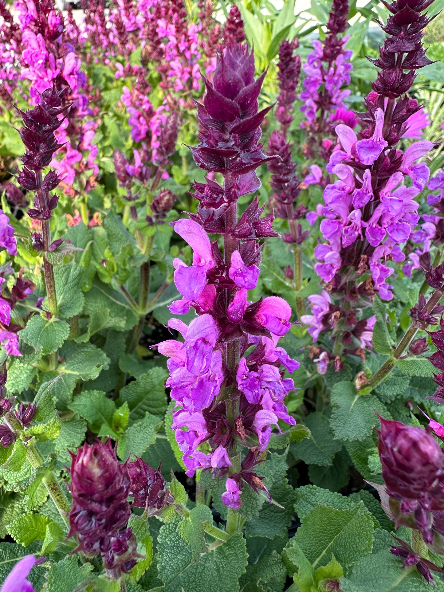 Salvia nemerosa 'Rose Marvel' / Marvel Rose Sage