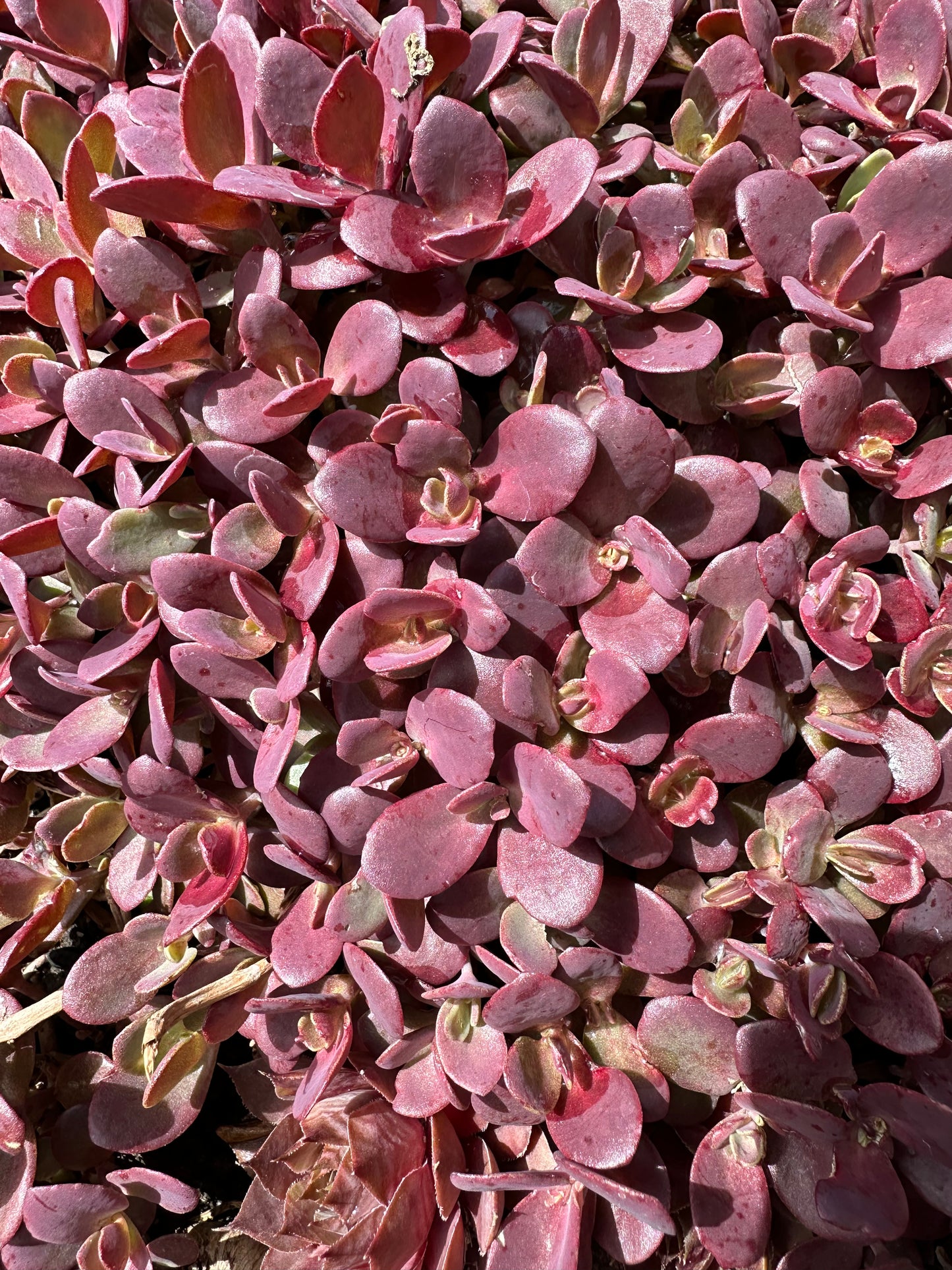 Sedum  SUNSPARKLER® 'Firecracker'
