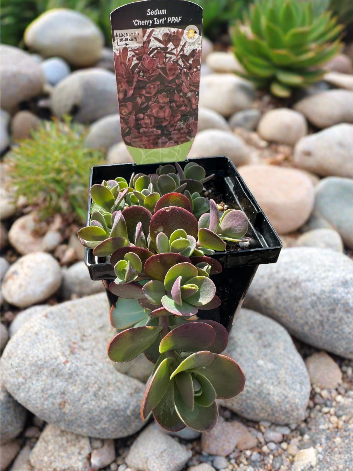 Sedum SUNSPARKLER® ‘Cherry Tart’