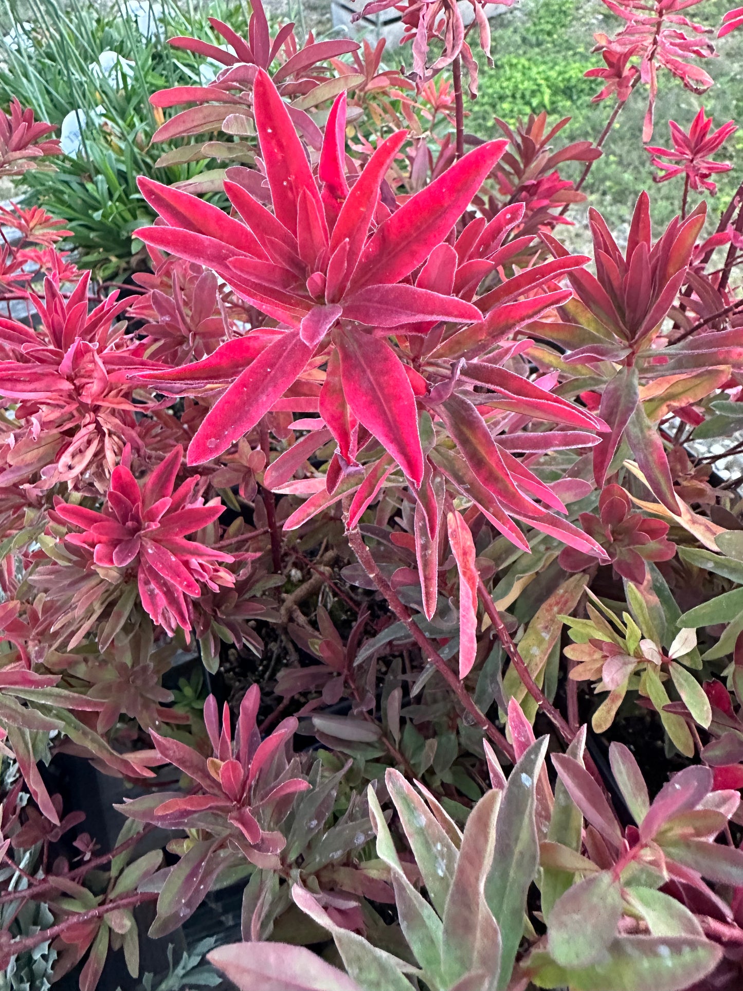 Euphorbia polychroma 'Bonfire'