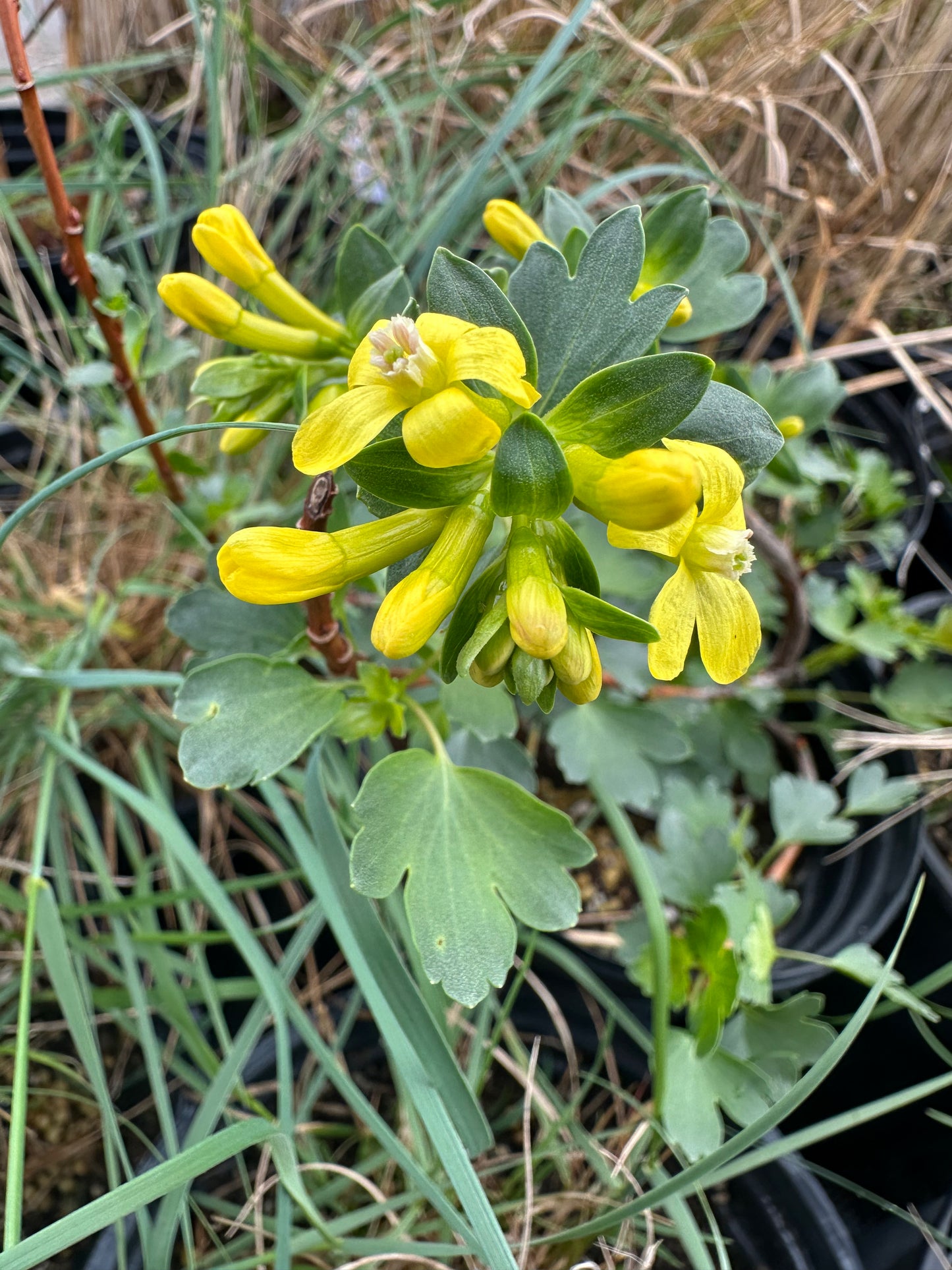 Ribes aureum/ Golden Currant