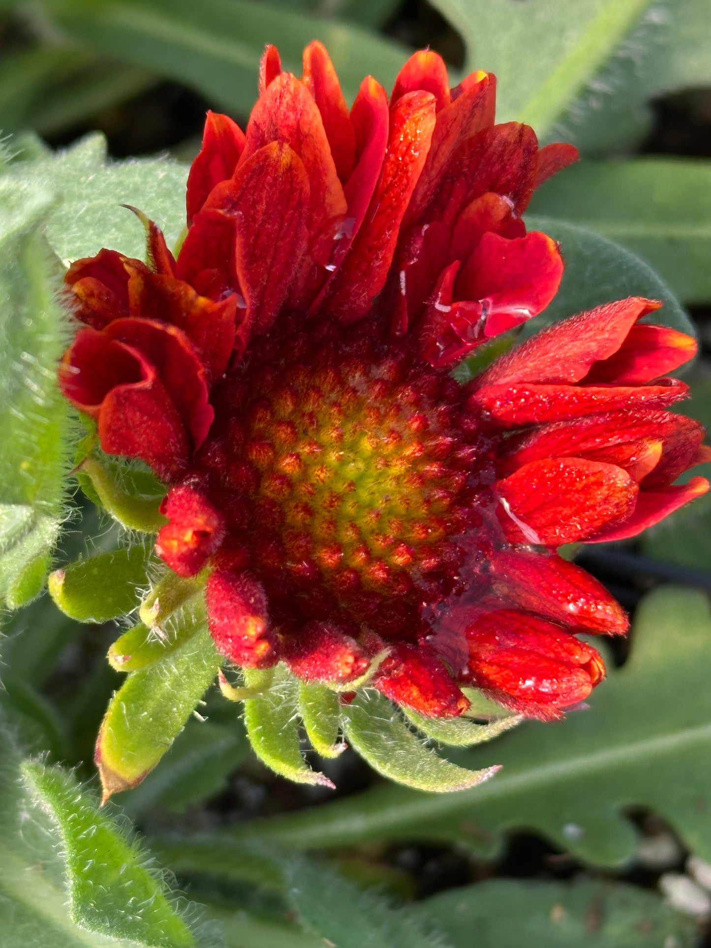 Gaillardia x 'Arizona Red Shades'/ Arizona Red Shades Blanketflower