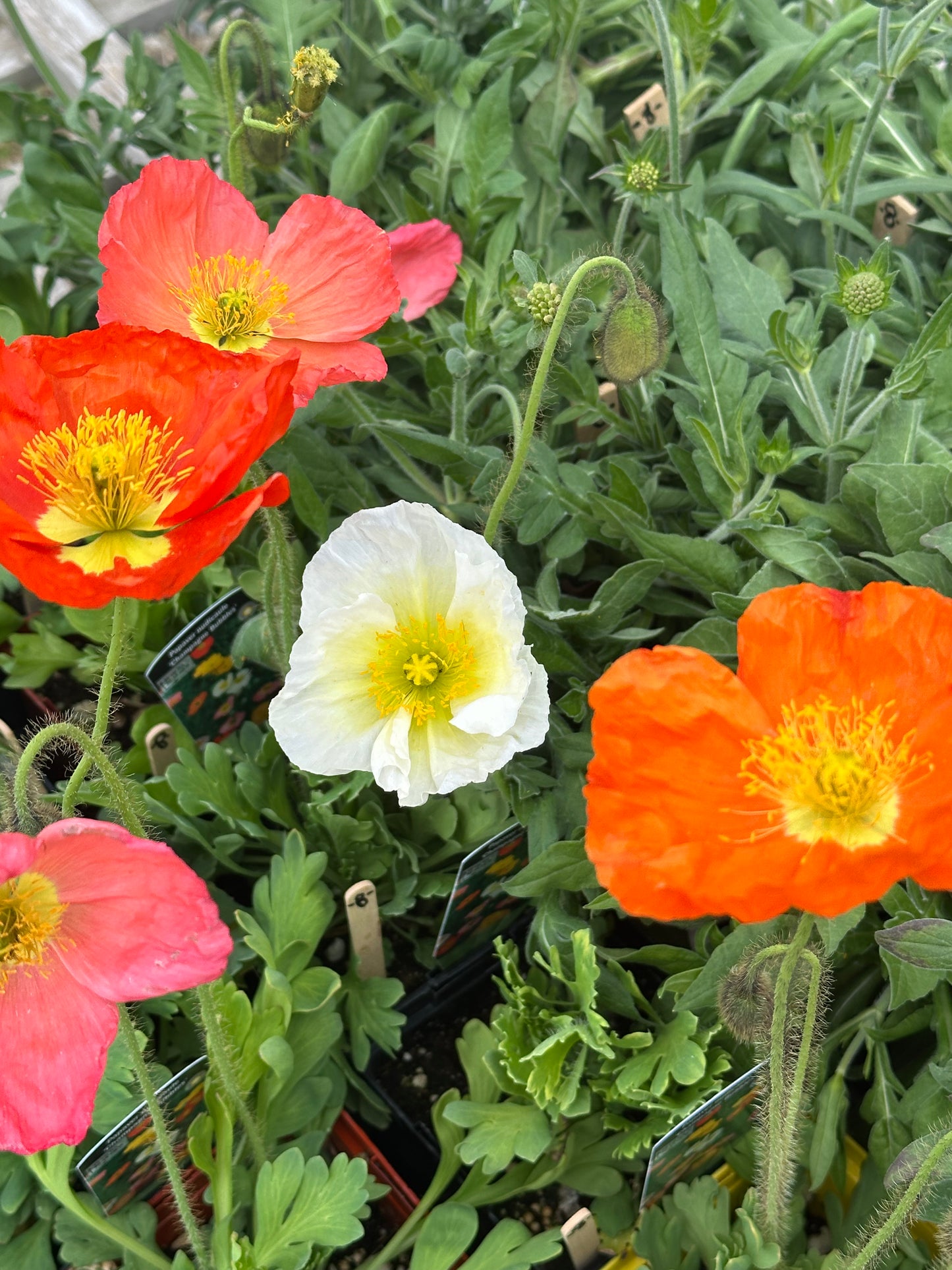 Papaver nudicale ’Champagne Bubbles’/ Iceland Poppy