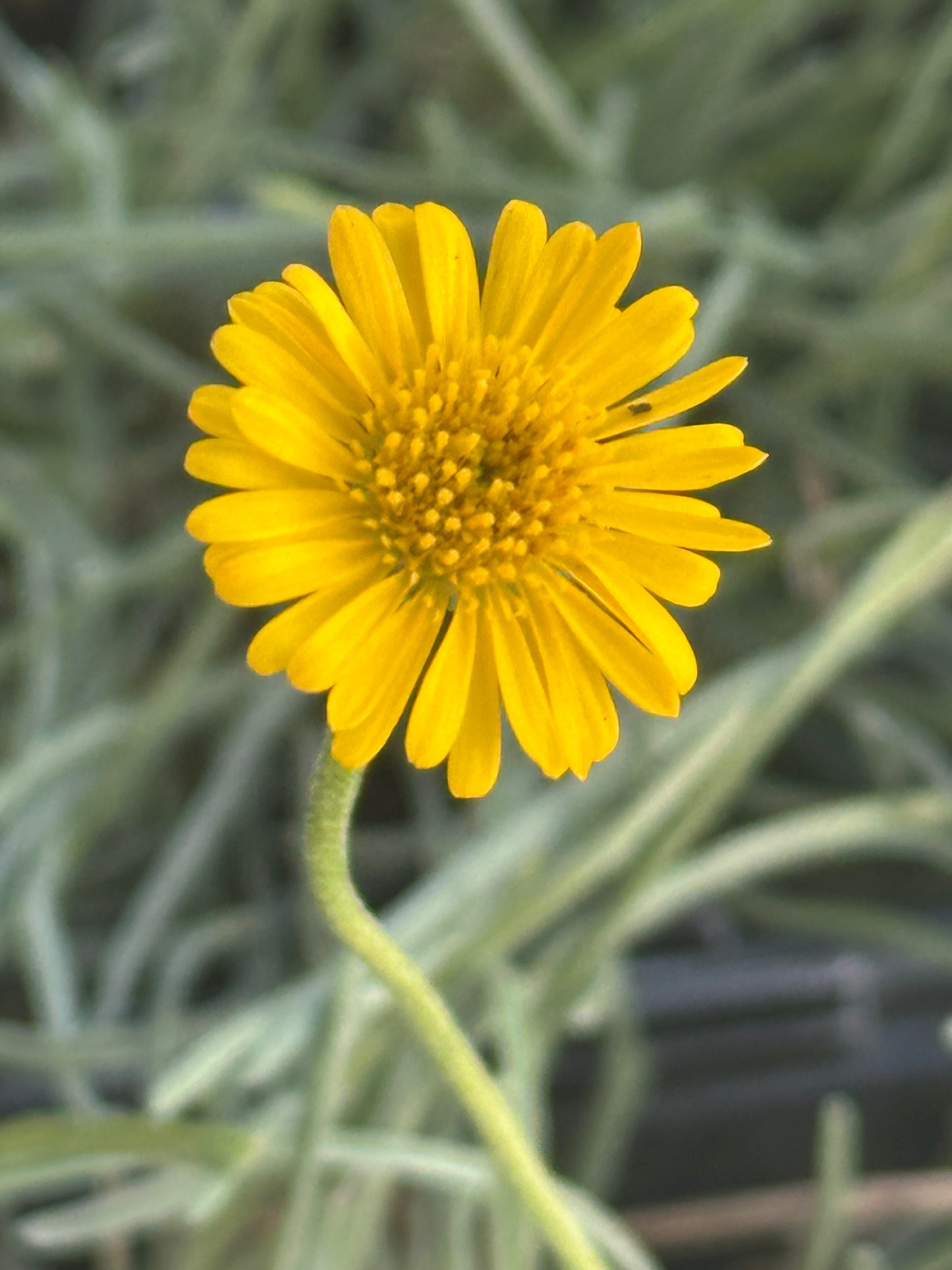 Erigeron linearis/ Desert Yellow Fleabane