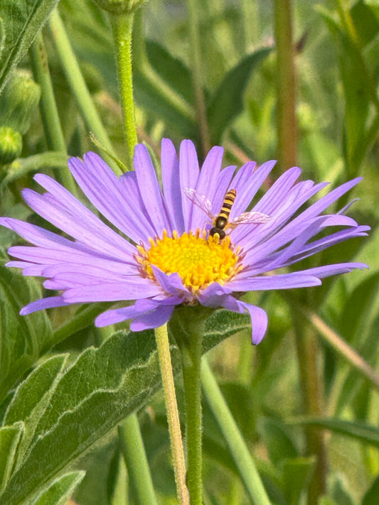 Aster frikartii 'Monch'/Frikart's Aster