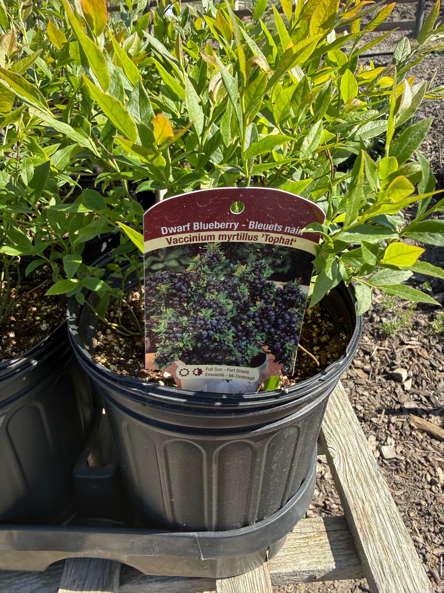 Vaccinium ‘Top Hat’/ Top Hat Blueberry