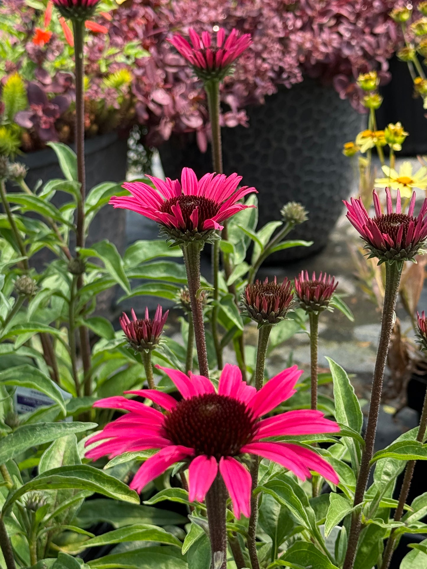 Echinacea hybrida 'Dark Shadows Wicked'/Coneflower