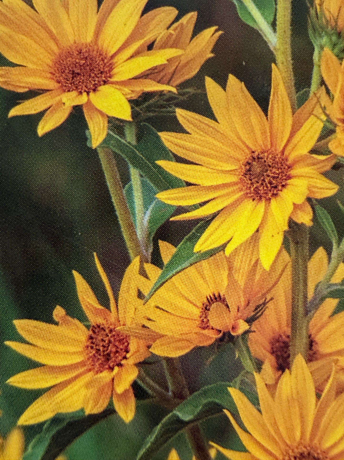 Helianthus maximiliani/ Maximilian Sunflower
