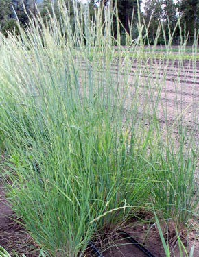 Pseudoroegneria spicata/ Bluebunch Wheatgrass