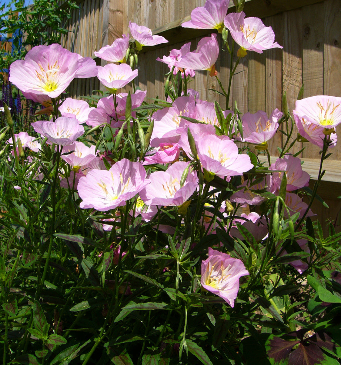 “Photo courtesy of PlantHaven International, planthaven.com”.