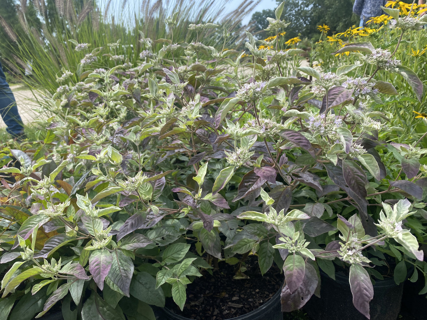 Pycnanthemum 'Smokey Mountain Mint'