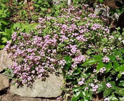 Saponaria ocymoides 'Splendens'/Soapwort