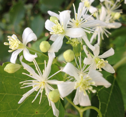Clematis ligusticifolia/ Western White Clematis