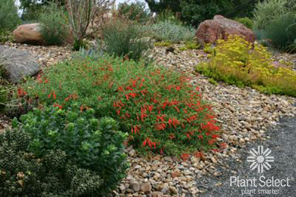 Zauschneria garrettii 'Orange Carpet'/ Hummingbird Trumpet Plant